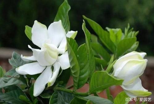 栀子花未眠,探寻梦境与现实的交织